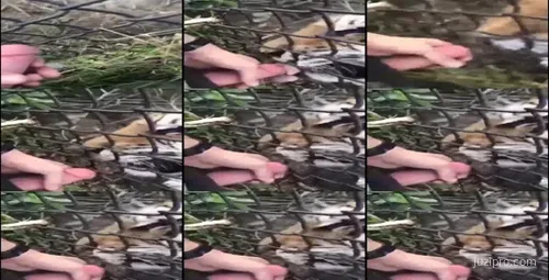 野生动物园老虎事件引发关注-截图2