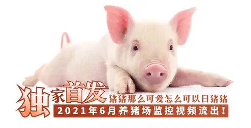 养猪场监控录像