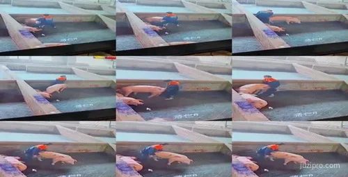 养猪场监控录像-截图2